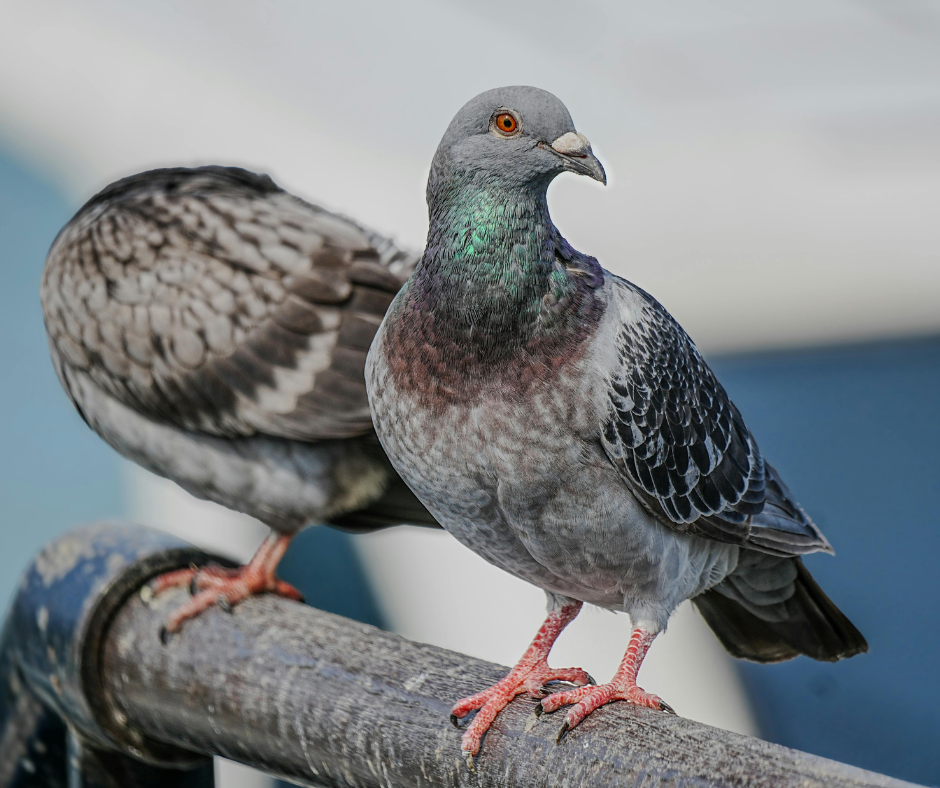 تركيب طارد الحمام في دبي